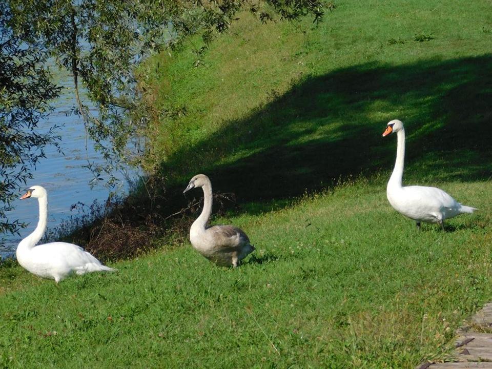 مبيت وإفطار Jasenovac Kod Ribica المظهر الخارجي الصورة